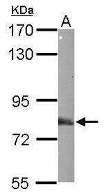 EML1 Antibody in Western Blot (WB)