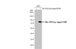 ETV5 Antibody in Western Blot (WB)