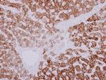 GARS Antibody in Immunohistochemistry (Paraffin) (IHC (P))