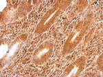 GARS Antibody in Immunohistochemistry (Paraffin) (IHC (P))