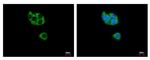 GCDH Antibody in Immunocytochemistry (ICC/IF)