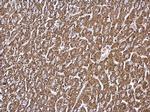 GCDH Antibody in Immunohistochemistry (Paraffin) (IHC (P))