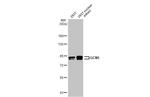 GCN5 Antibody in Western Blot (WB)