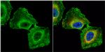 GNB1 Antibody in Immunocytochemistry (ICC/IF)