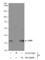 GNB1 Antibody in Immunoprecipitation (IP)