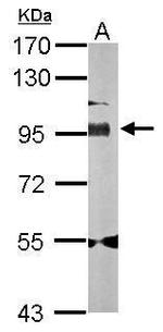 Golgin-97 Antibody in Western Blot (WB)