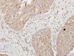 Granzyme A Antibody in Immunohistochemistry (Paraffin) (IHC (P))