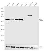 HCLS1 Antibody