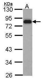 HCLS1 Antibody in Western Blot (WB)