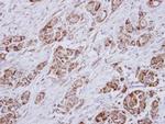 HMGCL Antibody in Immunohistochemistry (Paraffin) (IHC (P))