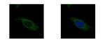 HSD17B3 Antibody in Immunocytochemistry (ICC/IF)