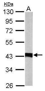 IDH3A Antibody in Western Blot (WB)