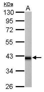 IDH3A Antibody in Western Blot (WB)