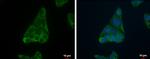 FADS1 Antibody in Immunocytochemistry (ICC/IF)