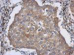 LMAN1 Antibody in Immunohistochemistry (Paraffin) (IHC (P))