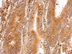 LMAN1 Antibody in Immunohistochemistry (Paraffin) (IHC (P))