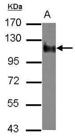 NBR1 Antibody in Western Blot (WB)