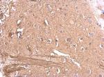 MAG Antibody in Immunohistochemistry (Paraffin) (IHC (P))