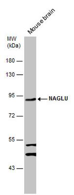 NAGLU Antibody in Western Blot (WB)