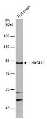 NAGLU Antibody in Western Blot (WB)