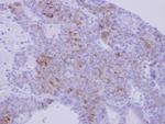 Nidogen Antibody in Immunohistochemistry (Paraffin) (IHC (P))