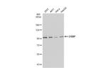 OSBP Antibody in Western Blot (WB)