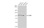 OSBP Antibody in Western Blot (WB)