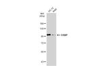 OSBP Antibody in Western Blot (WB)