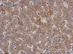 PABPC3 Antibody in Immunohistochemistry (Paraffin) (IHC (P))