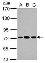 PABPC3 Antibody in Western Blot (WB)