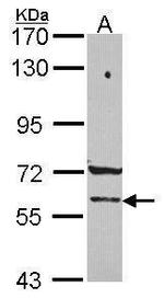 PCCB Antibody in Western Blot (WB)