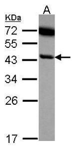 SERPINB6 Antibody in Western Blot (WB)