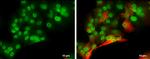 POU3F2 Antibody in Immunocytochemistry (ICC/IF)