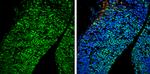 POU3F2 Antibody in Immunohistochemistry (Frozen) (IHC (F))