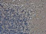 POU3F2 Antibody in Immunohistochemistry (Paraffin) (IHC (P))