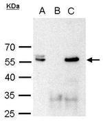 POU3F2 Antibody in Immunoprecipitation (IP)