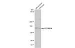 PPP2R3A Antibody in Western Blot (WB)