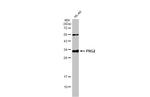 PRG2 Antibody in Western Blot (WB)