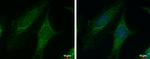 PYCR1 Antibody in Immunocytochemistry (ICC/IF)