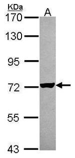 RARS Antibody in Western Blot (WB)