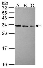 RPL7A Antibody in Western Blot (WB)