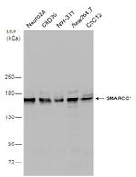 SMARCC1 Antibody in Western Blot (WB)