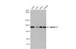 SMARCC1 Antibody in Western Blot (WB)