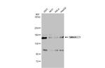 SMARCC1 Antibody in Western Blot (WB)