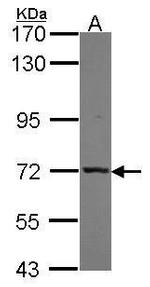 MUNC18 Antibody in Western Blot (WB)