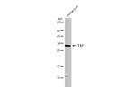 TST Antibody in Western Blot (WB)