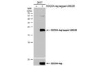 UBE2B Antibody in Western Blot (WB)