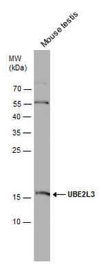 UBE2L3 Antibody in Western Blot (WB)