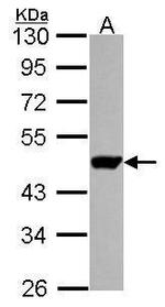 UMPS Antibody in Western Blot (WB)