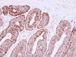 VDAC2 Antibody in Immunohistochemistry (Paraffin) (IHC (P))